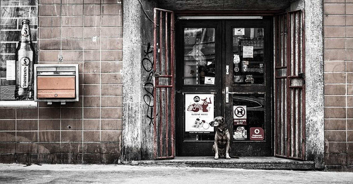 El error de automatizar tu tienda de mascotas sin stock real